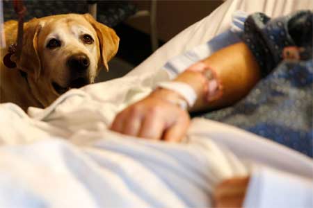 Serenity Point Hospice can provide Pet Therapy